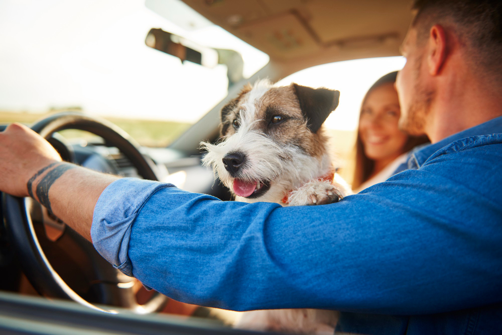 Animales en vehículos: seguridad y protección animal | E&J