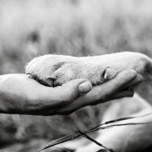 Mano humana y pata unidas