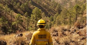 Bombero forestal en un bosque