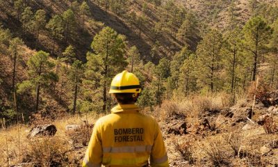 Bombero forestal en un bosque