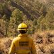 Bombero forestal en un bosque