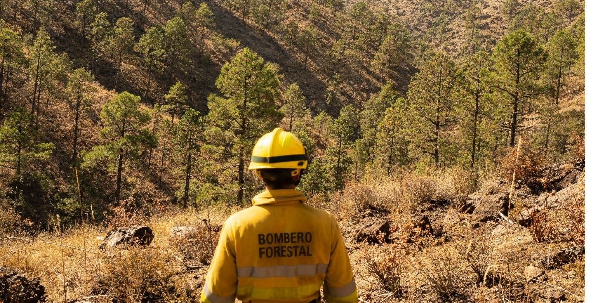 Bombero forestal en un bosque