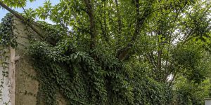 Muro medianero cubierto de hiedra y árboles sobrepasándolo