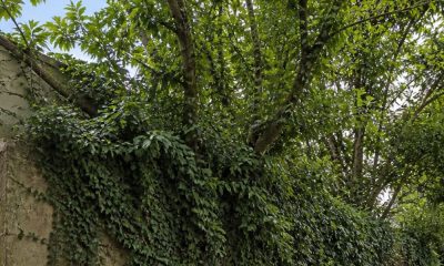 Muro medianero cubierto de hiedra y árboles sobrepasándolo