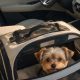 Perro en asiento de copiloto